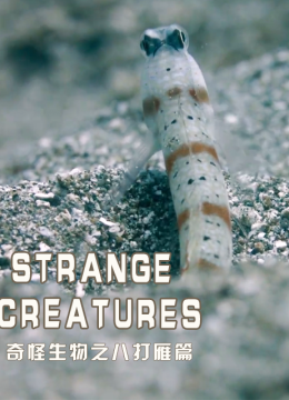 奇怪生物之八打雁篇