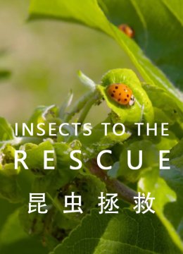 昆虫拯救