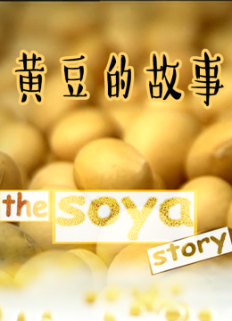 黄豆的故事