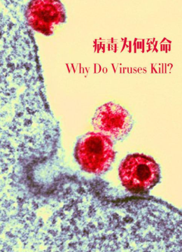 病毒为何致命