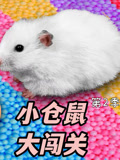 小仓鼠大闯关第2季