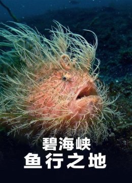 探索充满生机的蓝碧海峡带你潜入奇幻的鱼行之地