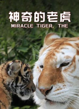 杰娅生下小老虎