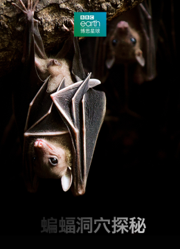 蝙蝠洞穴探秘