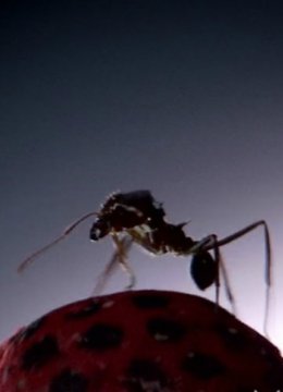 蚂蚁国大自然的秘密强邦