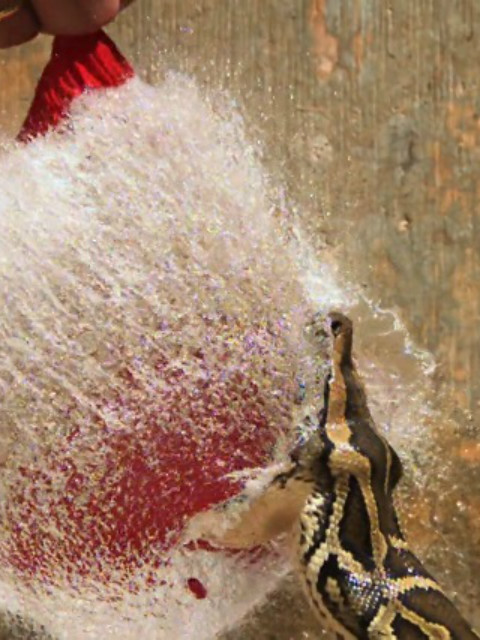 巨蟒入侵与奈杰尔马文一起探寻佛罗里达