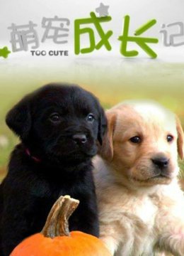 萌宠成长记