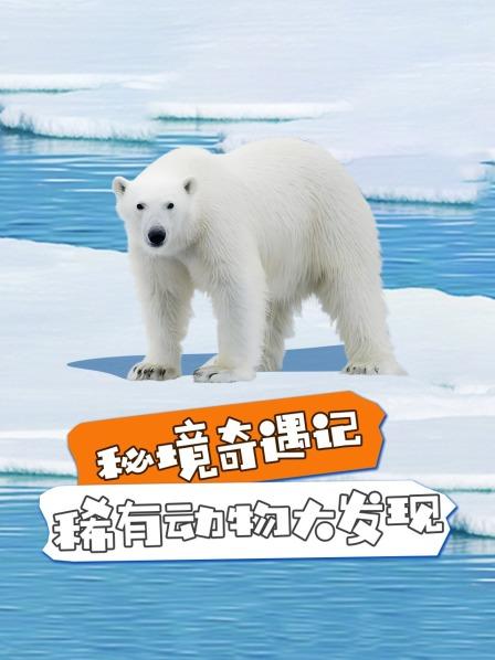 斑点海豚的母性