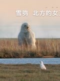雪鸮北方的女王