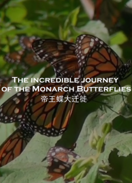 帝王蝶大迁徙