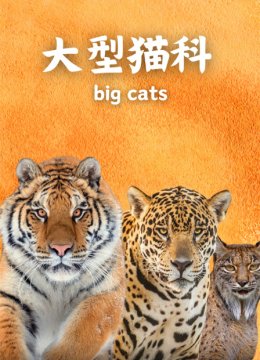 大型猫科