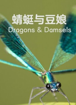 蜻蜓与豆娘
