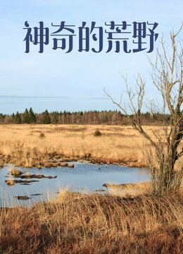 神奇的荒野