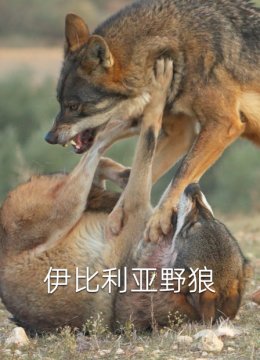 伊比利亚野狼