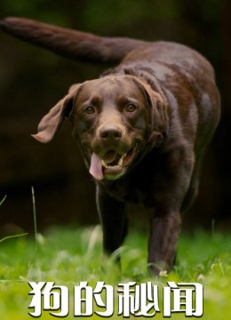 狗的秘闻