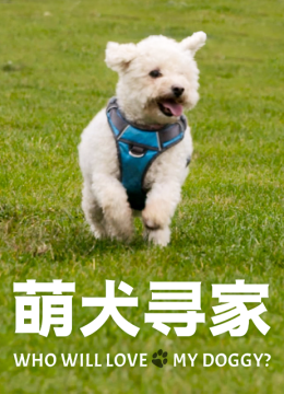 萌犬寻家