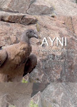 艾尼一只秃鹫的伟大旅程