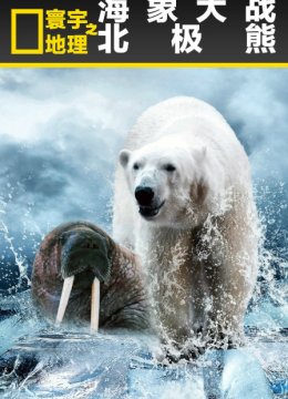 寰宇地理之海象大战北极熊