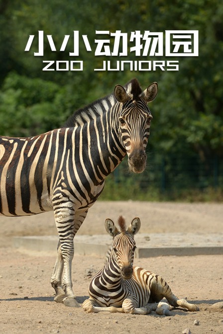 小小动物园