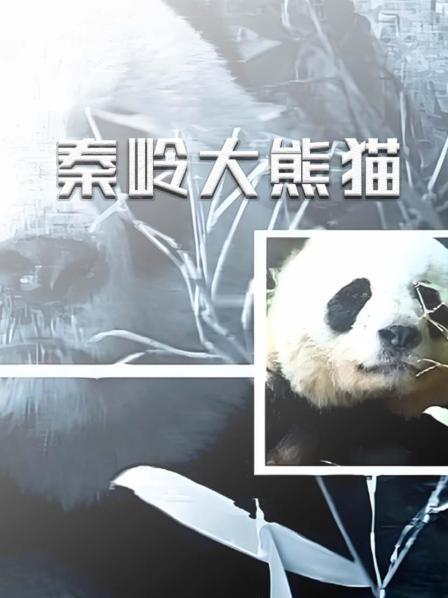 秦岭大熊猫（一）