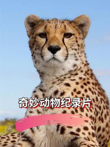 独自养育六只小豹