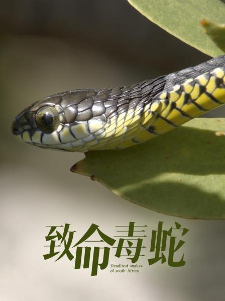 南非最致命的毒蛇世界上拥有最长毒牙的蛇