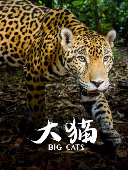 锈斑豹猫世界上最小的猫科动物