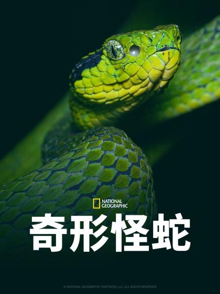 死亡蝮蛇等待猎物竟拿自己的尾巴作诱饵