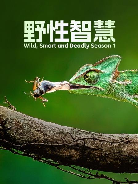 空中的捕猎者塘鹅