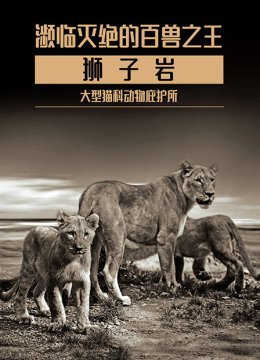 濒临灭绝的百兽之王狮子岩大型猫科动物庇护所