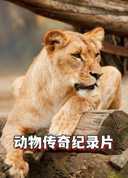 动物传奇纪录片