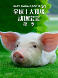 全球十大顶级动物宝宝第1季