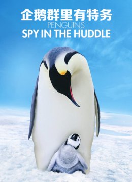 企鹅群里有特务