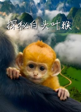 探秘白头叶猴