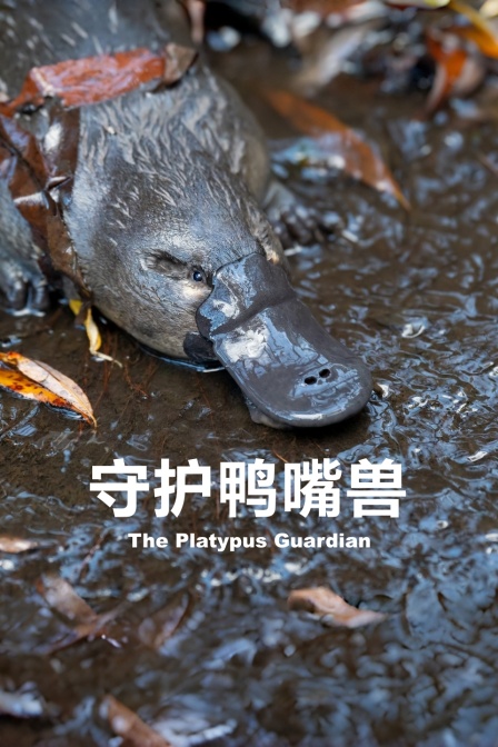 守护鸭嘴兽