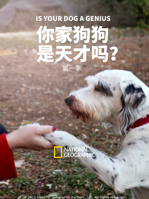 你家狗狗是天才吗第1季