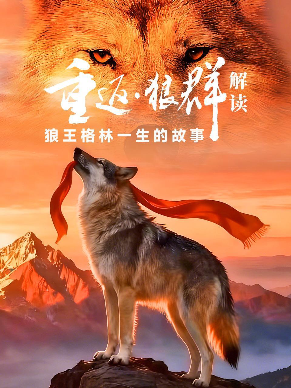 重返狼群解读狼王格林一生的故事