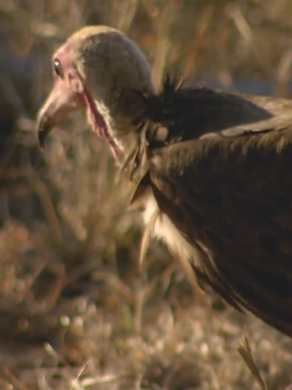 捕食者领地国语版