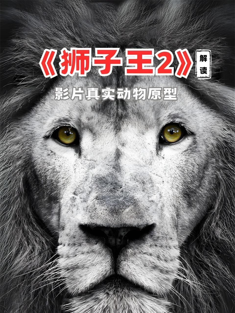 狮子王2解读影片真实动物原型