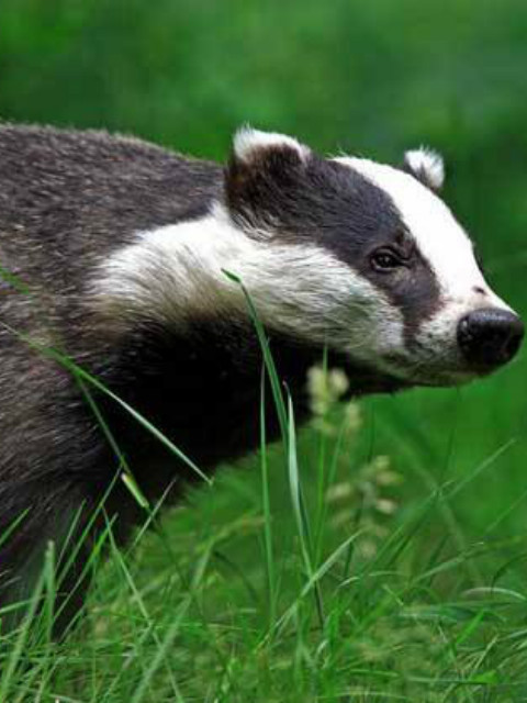 自然世界狗獾毁坏大师