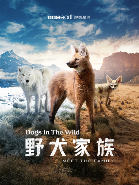 野犬家族中配版