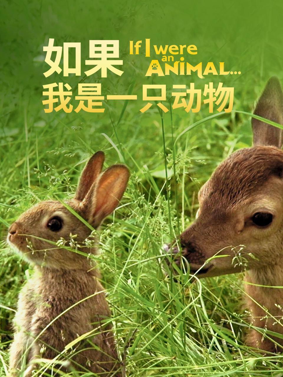 如果我是一只动物