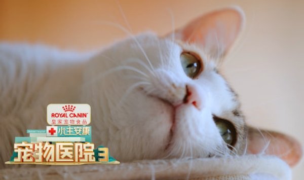 小主安康宠物医院3