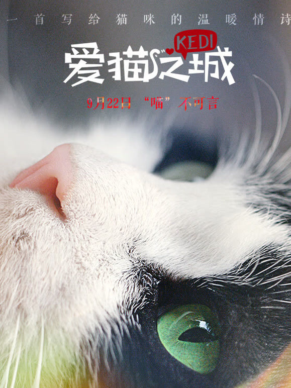 爱猫之城