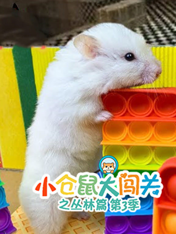 小仓鼠大闯关之丛林篇第3季