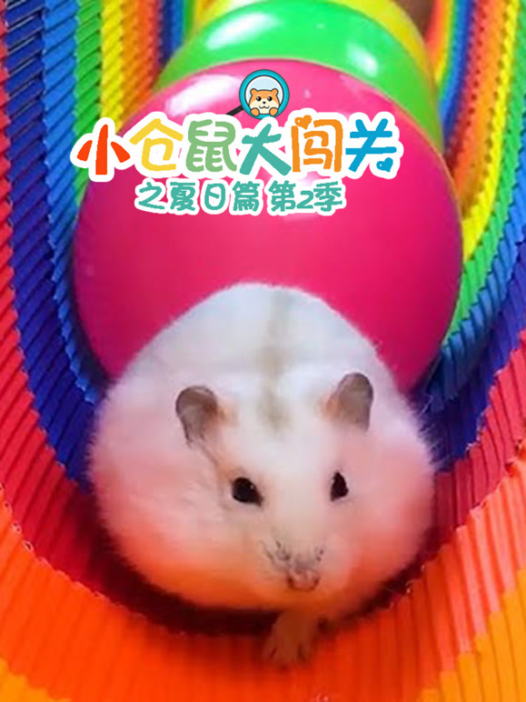 小仓鼠大闯关之夏日语篇第2季