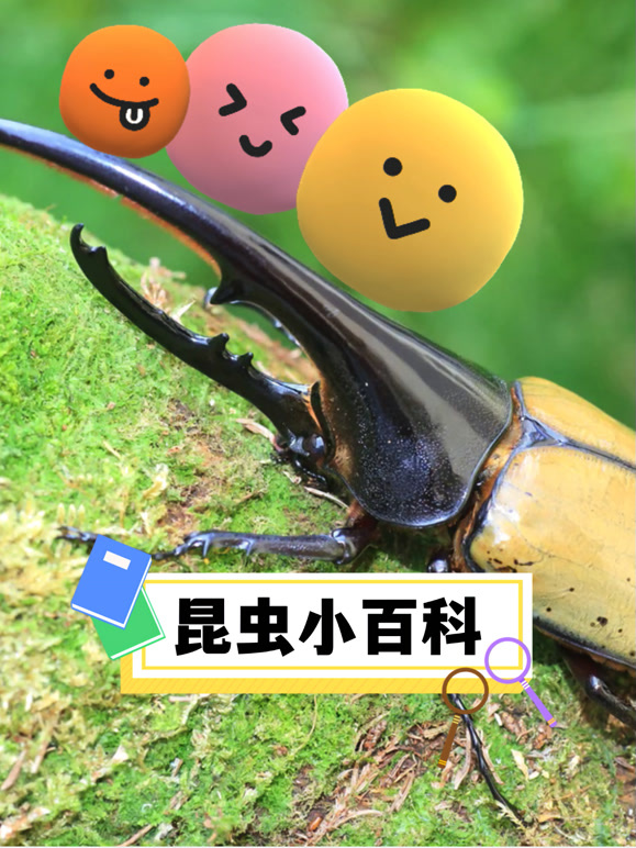 昆虫小百科