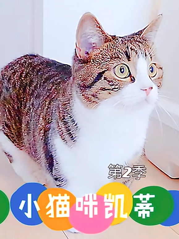 小猫咪凯蒂第2季