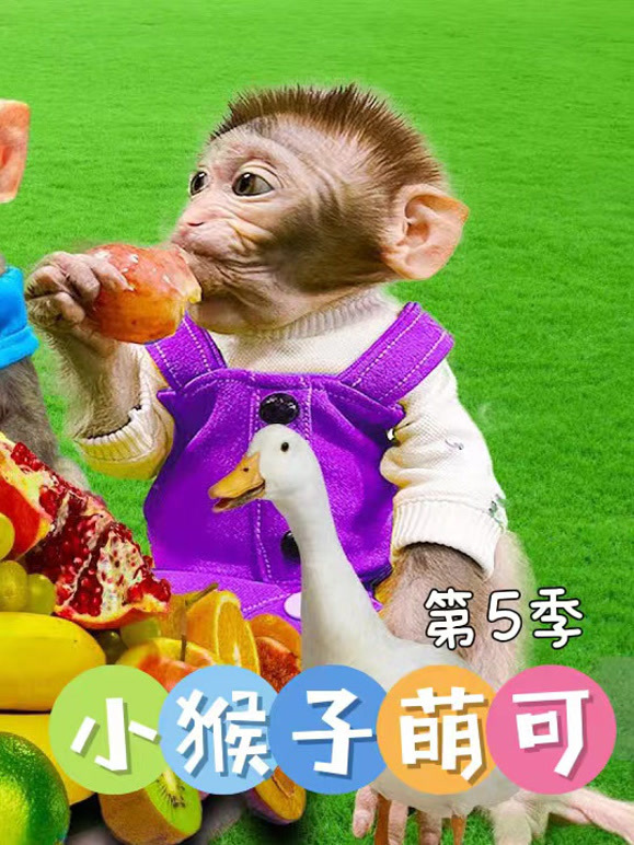 小猴子萌可第5季