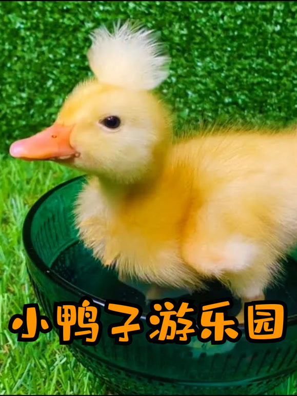 小鸭子游乐园
